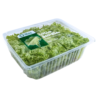 Mishkat Lollo Biondo - 1 pack