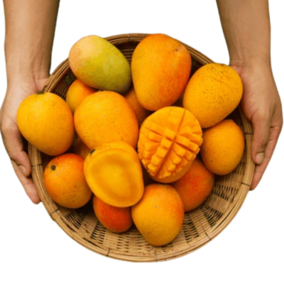 Mango Mania Basket - 2kg