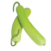 Bottle Gourd - Pumpkin Green Long by piece