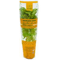 Aromatic Basil by Jana Farms - 1 plant